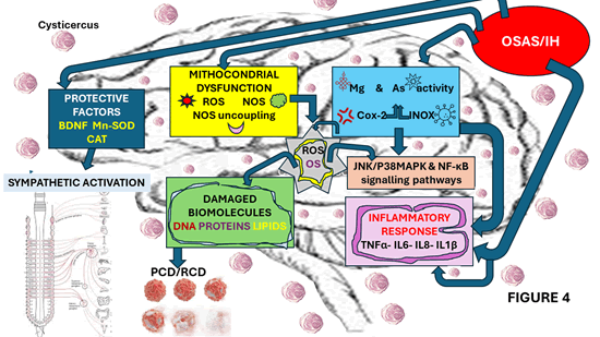 Journal-Drug-Alcohol-Research-Neurocognitive