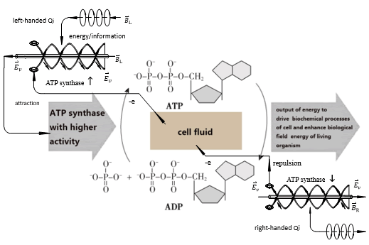 Journal-Evoluntionary-Medicine-ATP-ADP